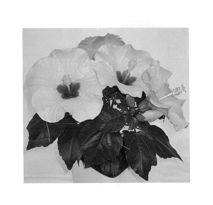 Figure 1 of US plant patent PP26006, the photograph of Adonis Yellow printed in the patent.