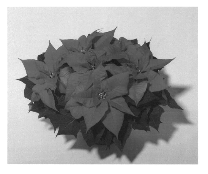 Figure 1 of US plant patent PP26007, the photograph of NPCW14205 printed in the patent.