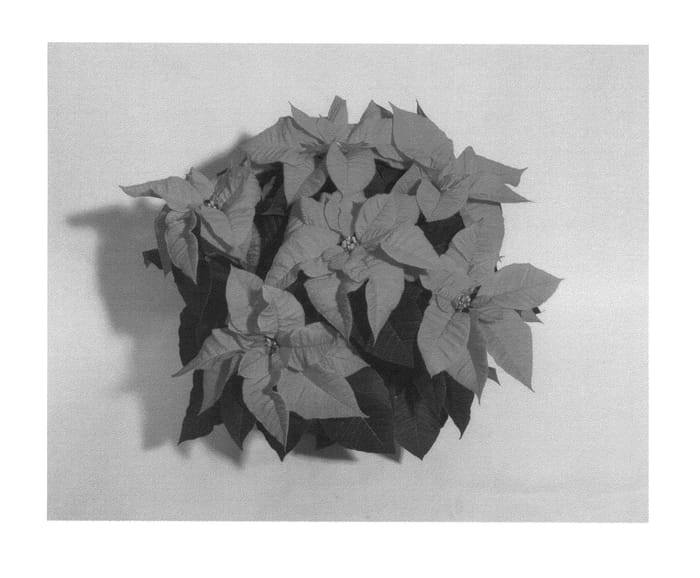 Figure 1 of US plant patent PP26008, the photograph of NPCW14227 printed in the patent.