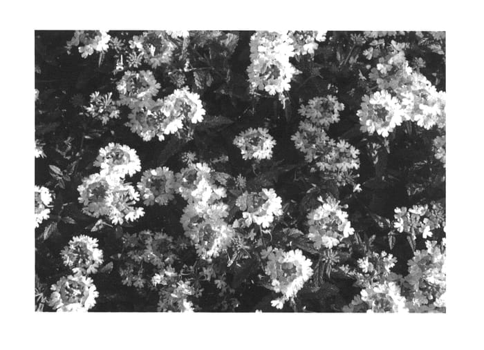 Figure 1 of US plant patent PP26009, the photograph of KLEVP14463 printed in the patent.