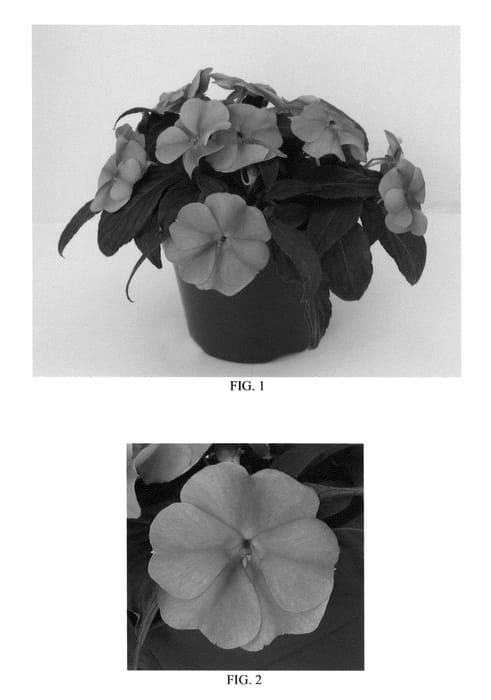 Figure 1 of US plant patent PP26010, the photograph of Balboufink printed in the patent.