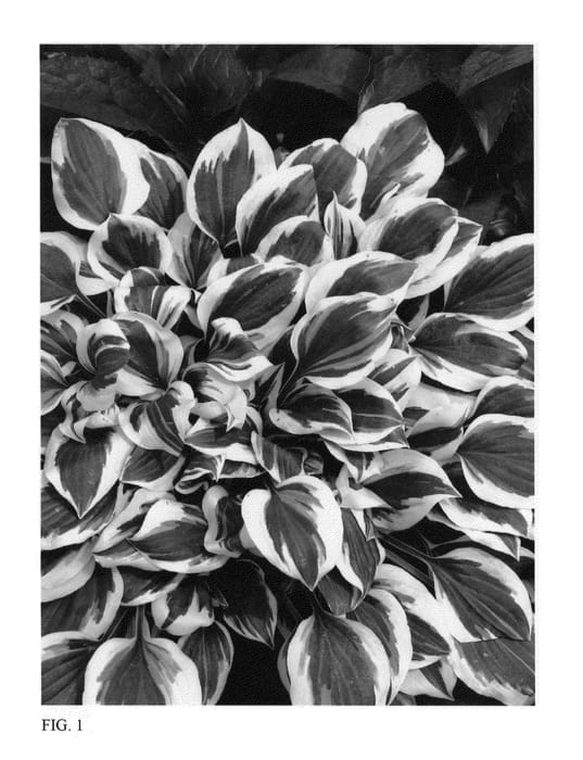 Figure 1 of US plant patent PP26011, the photograph of Diamonds Are Forever printed in the patent.