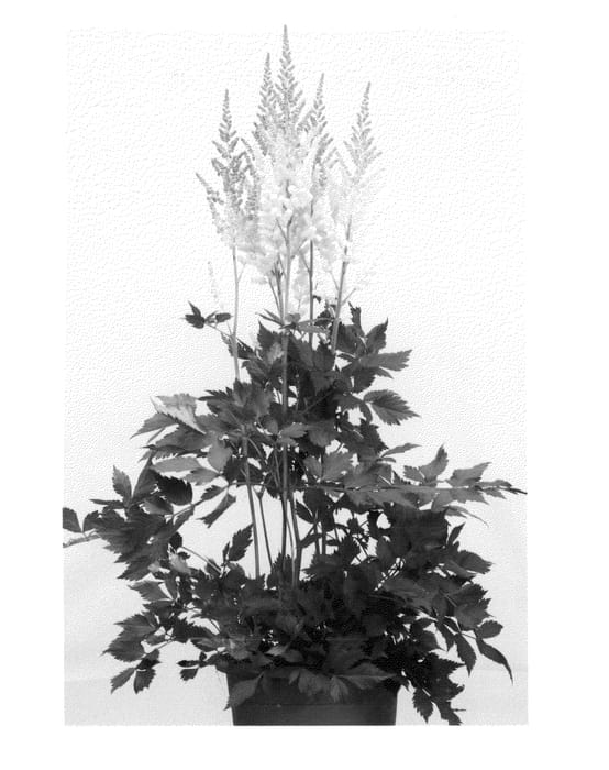 Figure 1 of US plant patent PP26012, the photograph of Vision Inferno printed in the patent.