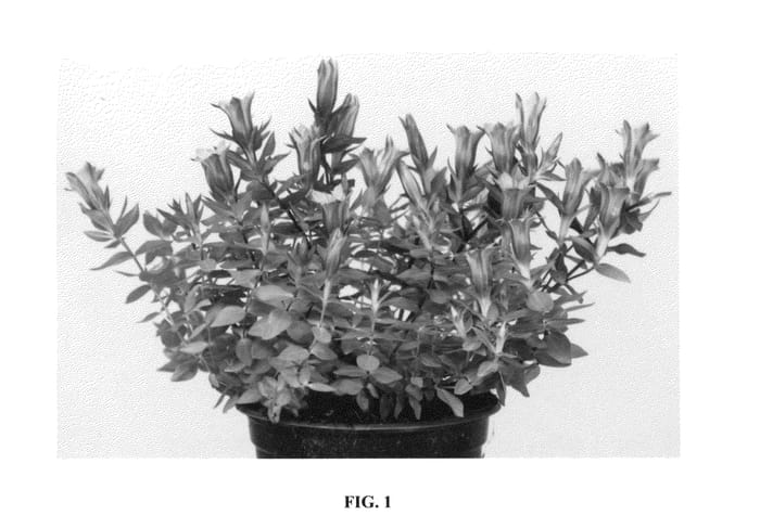 Figure 1 of US plant patent PP26013, the photograph of Little Pinkie printed in the patent.