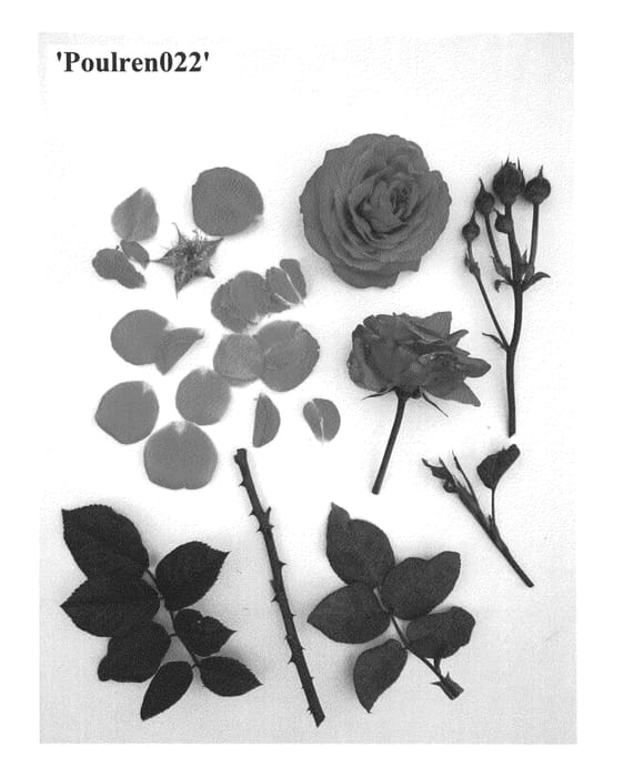 Figure 1 of US plant patent PP26014, the photograph of Poulren022 printed in the patent.