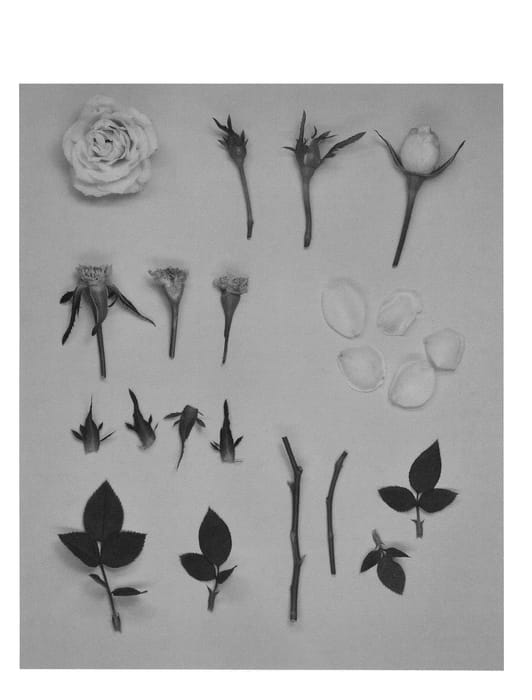 Figure 1 of US plant patent PP26015, the photograph of KORpot036 printed in the patent.