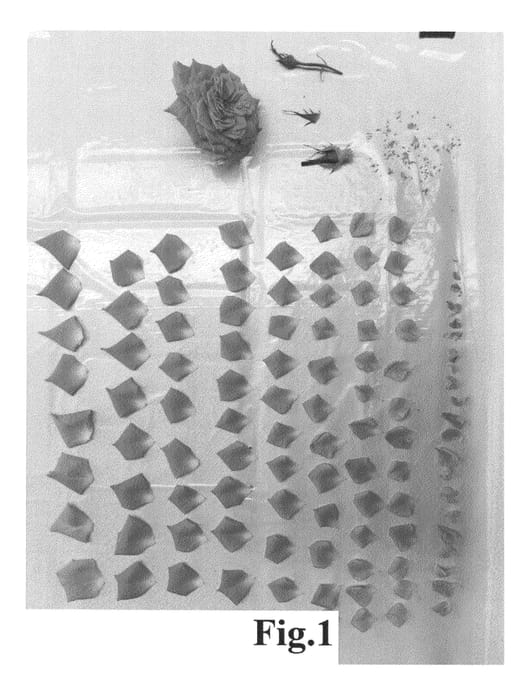 Figure 1 of US plant patent PP26018, the photograph of Poulpal055 printed in the patent.