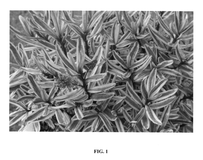 Figure 1 of US plant patent PP26019, the photograph of Jewel of the Nile printed in the patent.
