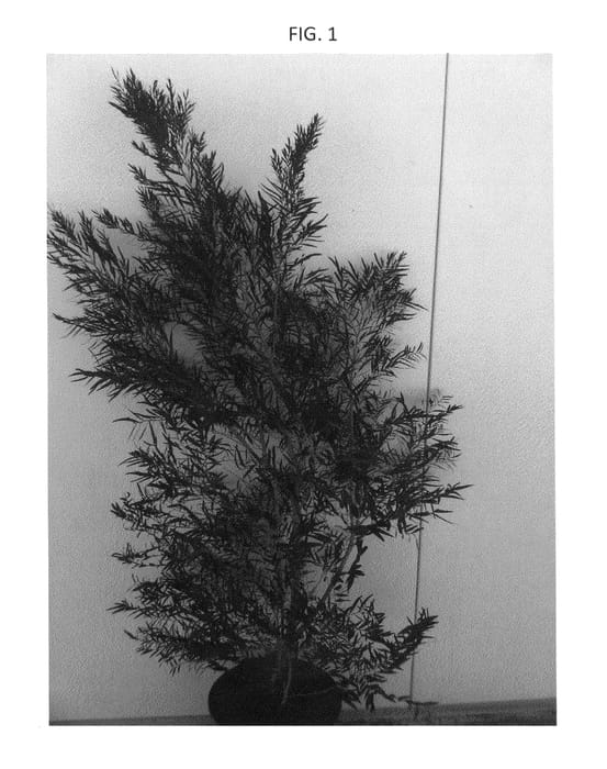 Figure 1 of US plant patent PP26020, the photograph of After Shock printed in the patent.