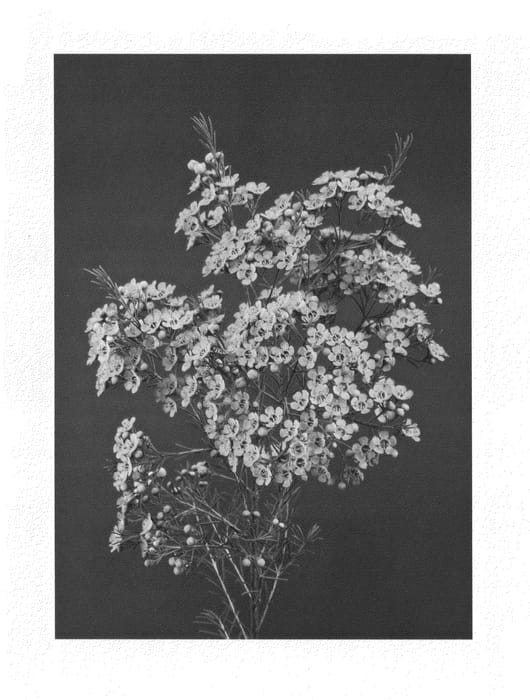 Figure 1 of US plant patent PP26021, the photograph of UMBRELLA printed in the patent.