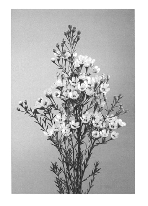 Figure 1 of US plant patent PP26022, the photograph of FIRST MAYA printed in the patent.
