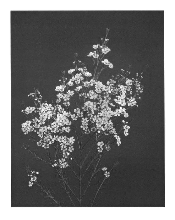Figure 1 of US plant patent PP26023, the photograph of EARLY OFIR printed in the patent.