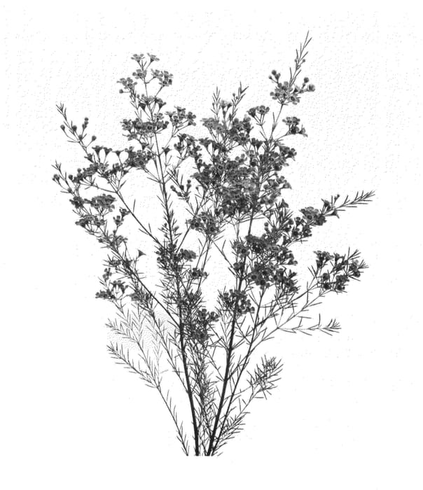 Figure 1 of US plant patent PP26024, the photograph of ROTEMWAX printed in the patent.