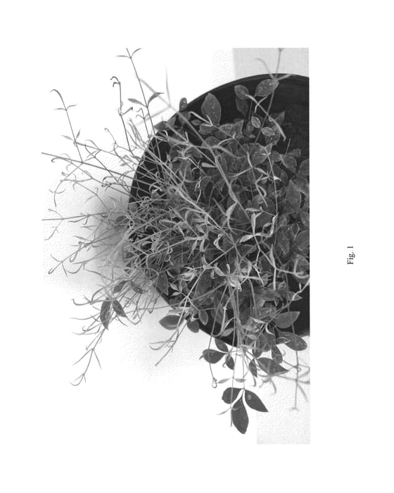 Figure 1 of US plant patent PP26025, the photograph of TWILIGHT printed in the patent.