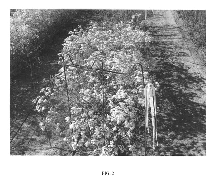 Figure 2 of US plant patent PP26026, the photograph of Pearls Petite printed in the patent.
