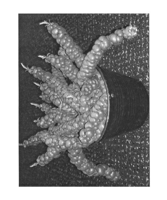 Figure 1 of US plant patent PP26027, the photograph of IDEAMINUBU printed in the patent.