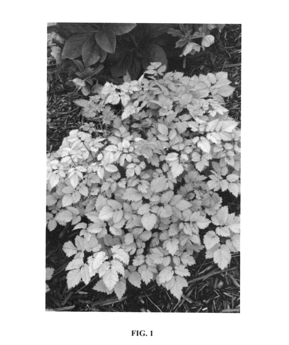 Figure 1 of US plant patent PP26028, the photograph of Amber Moon printed in the patent.