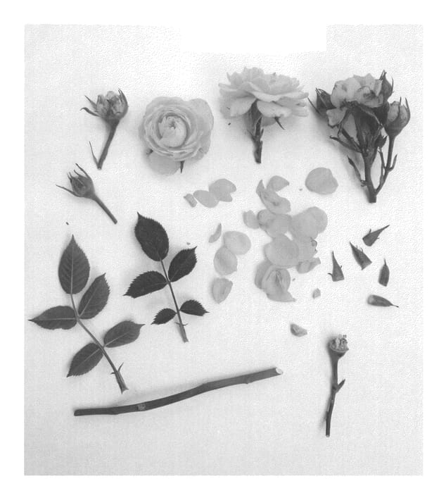 Figure 1 of US plant patent PP26029, the photograph of Poulty014 printed in the patent.