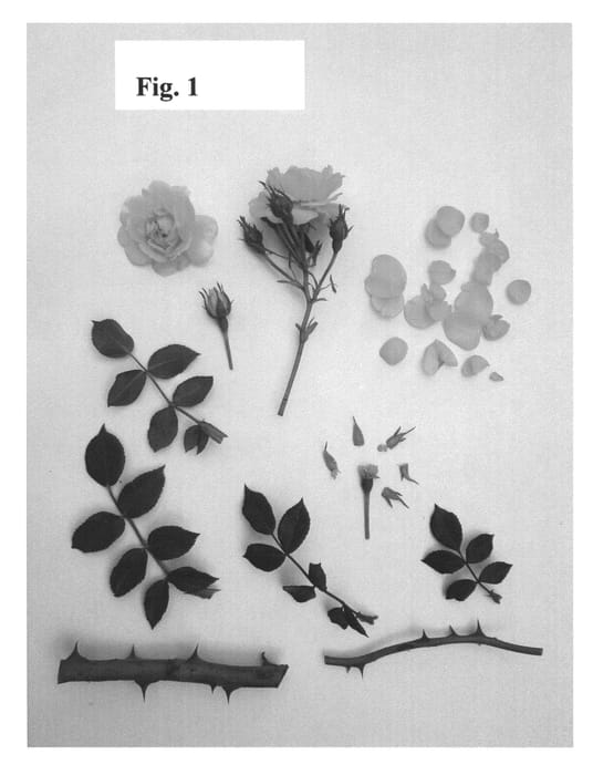 Figure 1 of US plant patent PP26030, the photograph of Poultc017 printed in the patent.