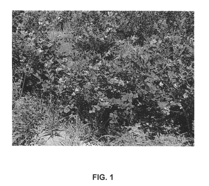 Figure 1 of US plant patent PP26031, the photograph of Osorno printed in the patent.