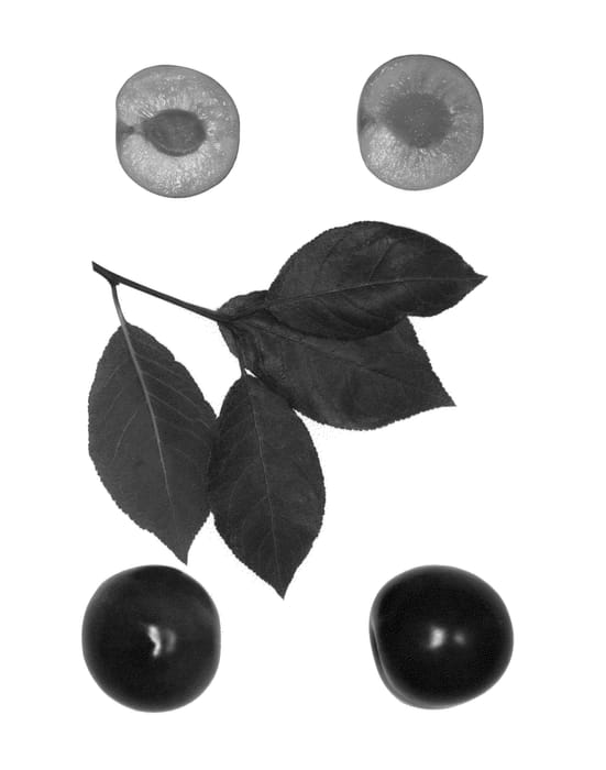 Figure 1 of US plant patent PP26032, the photograph of Newroot-3 printed in the patent.