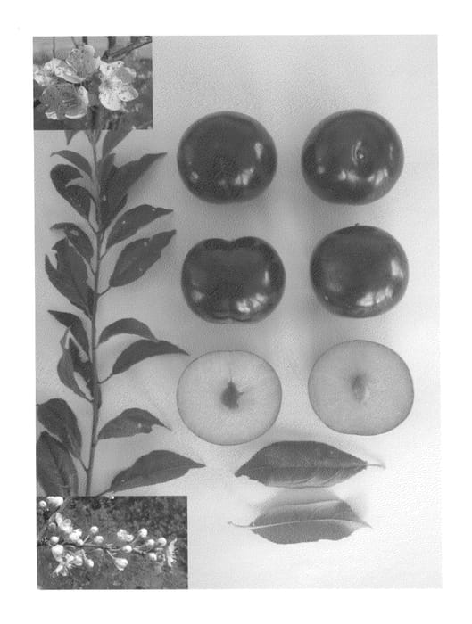 Figure 1 of US plant patent PP26033, the photograph of Plumgiant II printed in the patent.