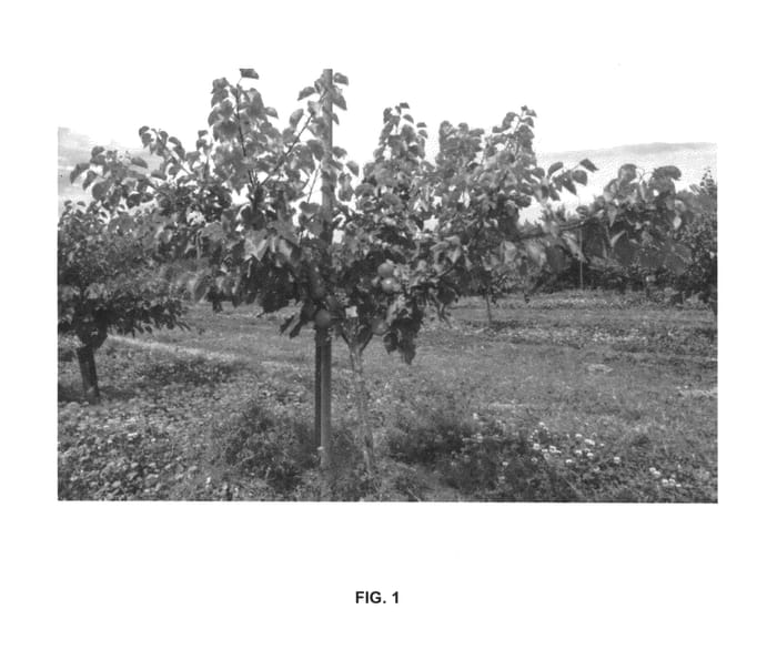 Figure 1 of US plant patent PP26034, the photograph of Mac12/45 printed in the patent.