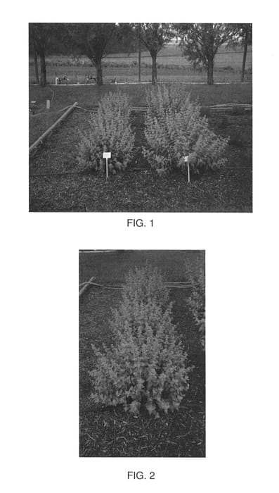 Figure 1 of US plant patent PP26035, the photograph of Novacargol printed in the patent.