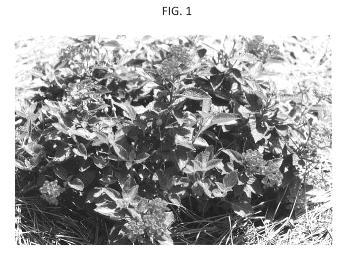 Figure 1 of US plant patent PP26036, the photograph of CCCF1 printed in the patent.