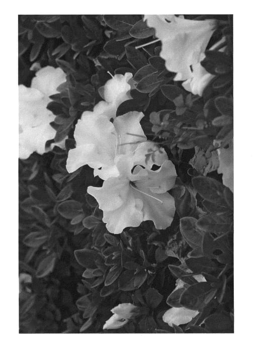 Figure 1 of US plant patent PP26037, the photograph of HOMLEA printed in the patent.