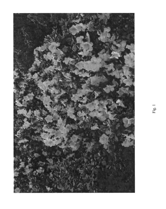 Figure 1 of US plant patent PP26038, the photograph of HOMLEB printed in the patent.