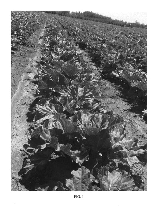 Figure 1 of US plant patent PP26039, the photograph of Scarlet King printed in the patent.