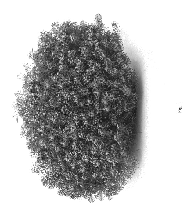 Figure 1 of US plant patent PP26040, the photograph of DLOBU24 printed in the patent.