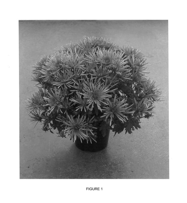 Figure 1 of US plant patent PP26041, the photograph of CIFZ0022 printed in the patent.