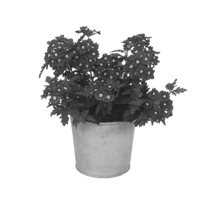 Figure 1 of US plant patent PP26042, the photograph of KLEVP12427 printed in the patent.