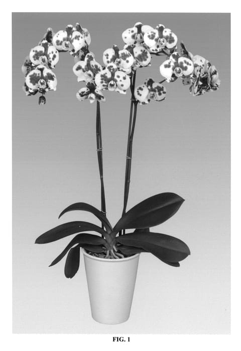 Figure 1 of US plant patent PP26043, the photograph of PHALDETAM printed in the patent.