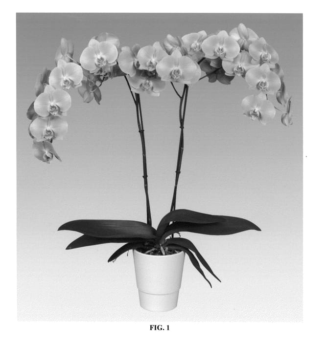 Figure 1 of US plant patent PP26044, the photograph of PHALCIQEQ printed in the patent.
