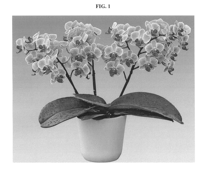 Figure 1 of US plant patent PP26045, the photograph of Olivia printed in the patent.