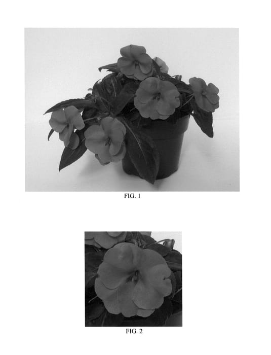 Figure 1 of US plant patent PP26046, the photograph of Balbouvio printed in the patent.