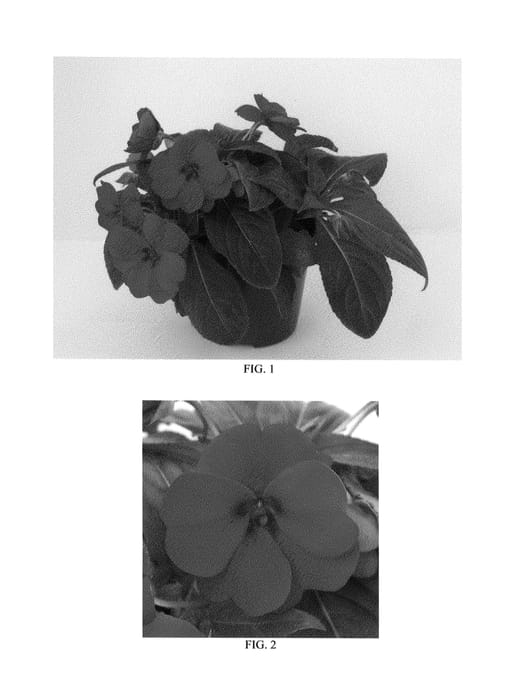 Figure 1 of US plant patent PP26047, the photograph of Balbiged printed in the patent.
