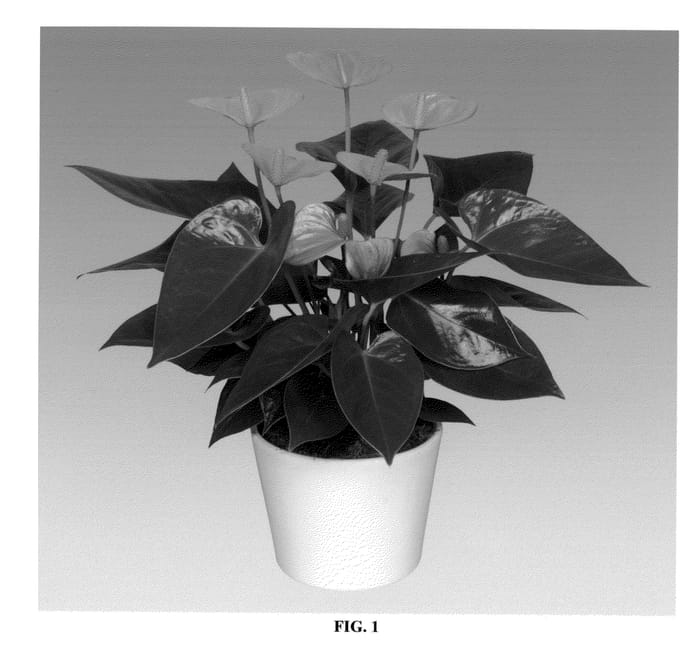 Figure 1 of US plant patent PP26048, the photograph of ANTHDINWAQ printed in the patent.