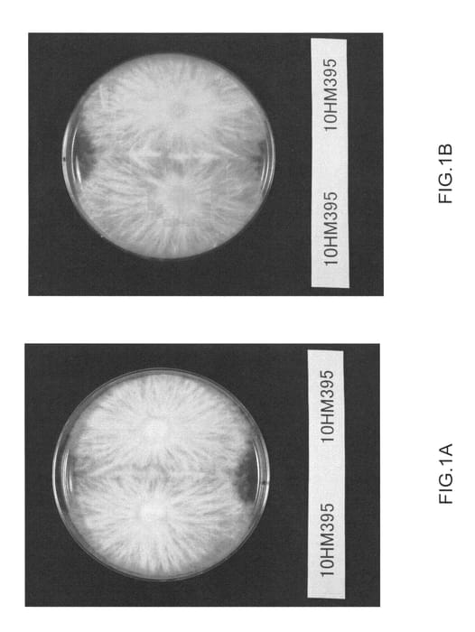 Figure 1 of US plant patent PP26049, the photograph of marmo shiro-2 printed in the patent.