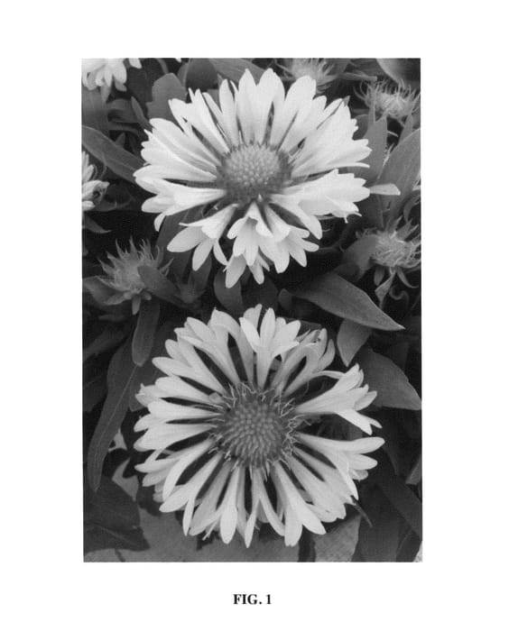 Figure 1 of US plant patent PP26050, the photograph of Sunny Wheeler printed in the patent.