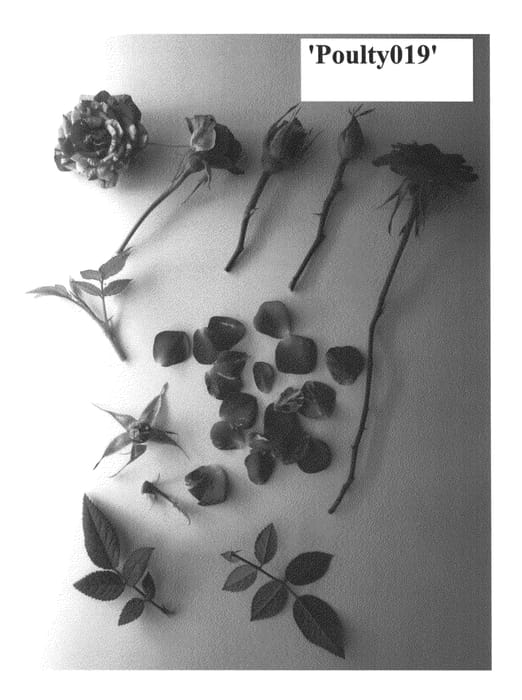 Figure 1 of US plant patent PP26051, the photograph of Poulty019 printed in the patent.