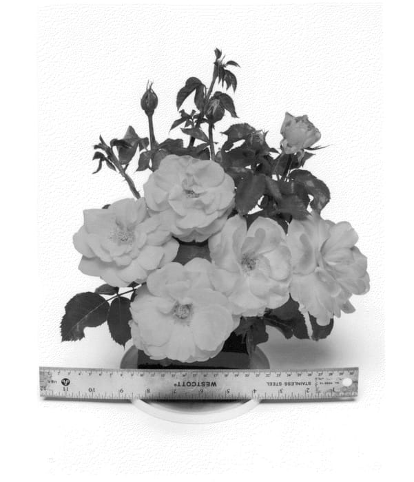 Figure 1 of US plant patent PP26052, the photograph of WEKgobafa printed in the patent.