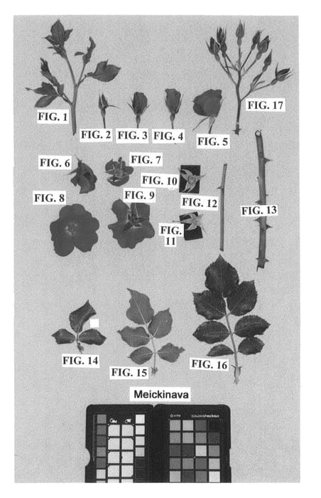 Figure 1 of US plant patent PP26053, the photograph of Meickinava printed in the patent.