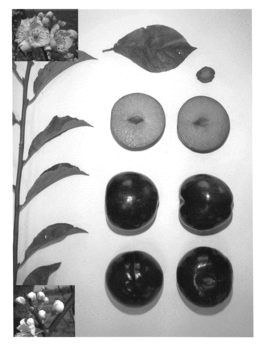 Figure 1 of US plant patent PP26054, the photograph of Blackred XX printed in the patent.