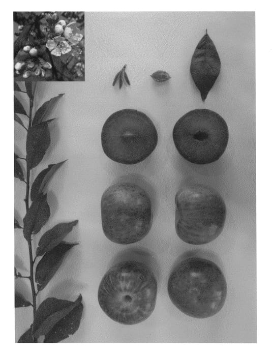 Figure 1 of US plant patent PP26055, the photograph of Plumsweet XVI printed in the patent.