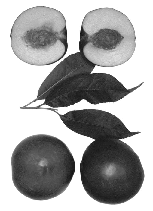 Figure 1 of US plant patent PP26056, the photograph of Honeylicious printed in the patent.