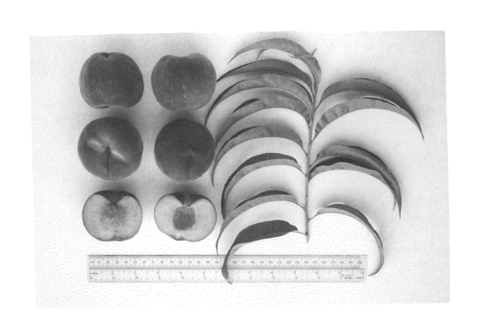 Figure 1 of US plant patent PP26057, the photograph of UFGem printed in the patent.